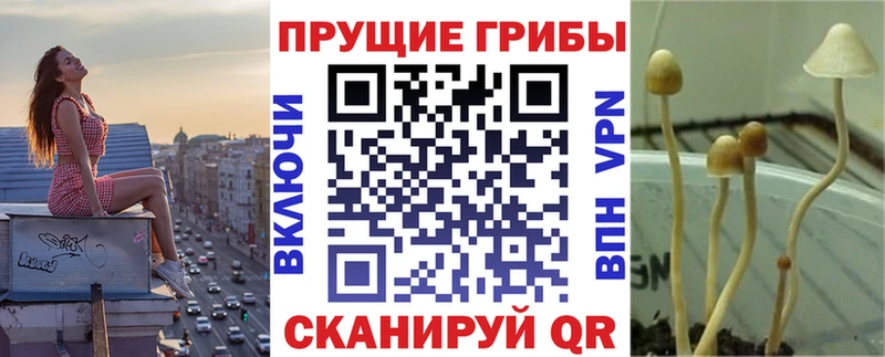 Галлюциногенные грибы GOLDEN TEACHER  наркошоп  Северобайкальск 